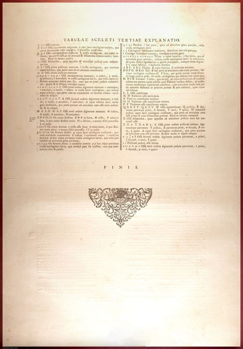 E488 - Albinus Anatomy - 0813