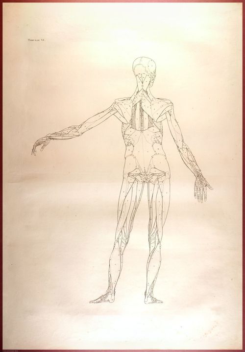 E488 - Albinus Anatomy - 0823