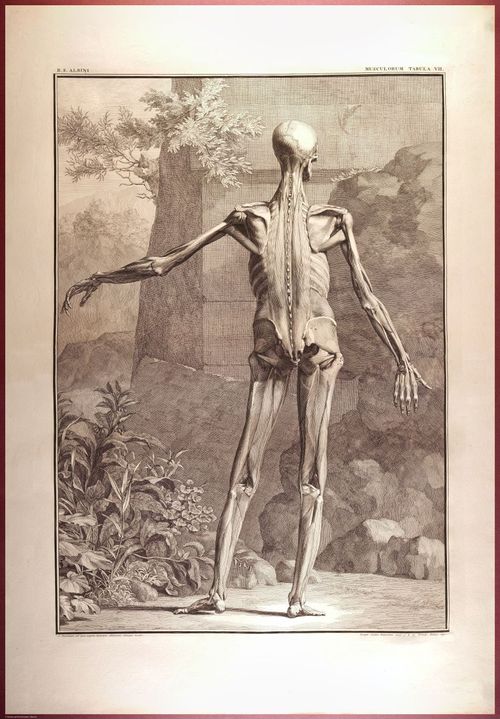 E488 - Albinus Anatomy - 0824