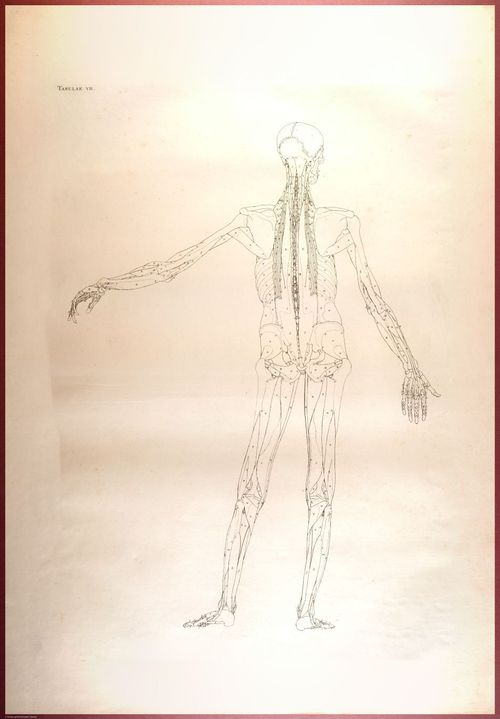 E488 - Albinus Anatomy - 0825