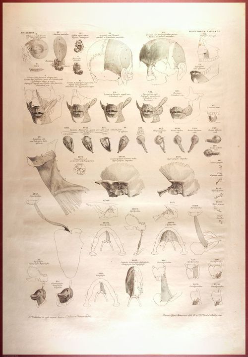 E488 - Albinus Anatomy - 0826