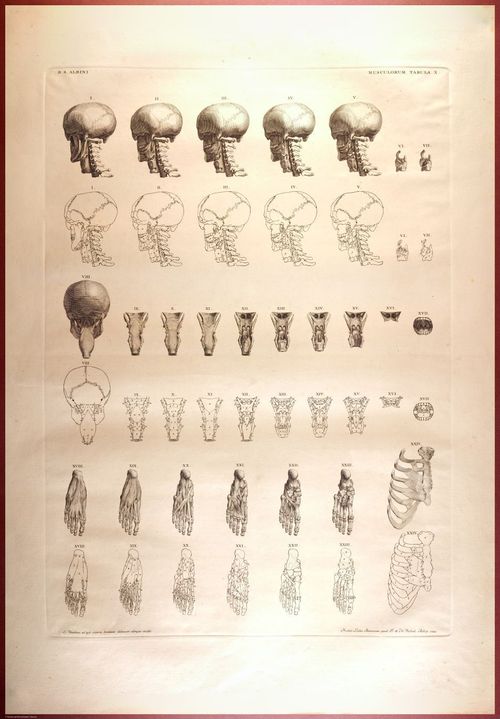 E488 - Albinus Anatomy - 0827