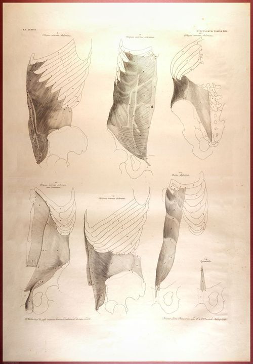 E488 - Albinus Anatomy - 0829