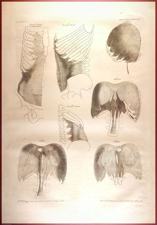 E488 - Albinus Anatomy - 0830