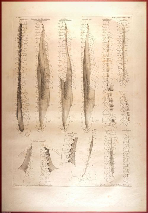 E488 - Albinus Anatomy - 0831