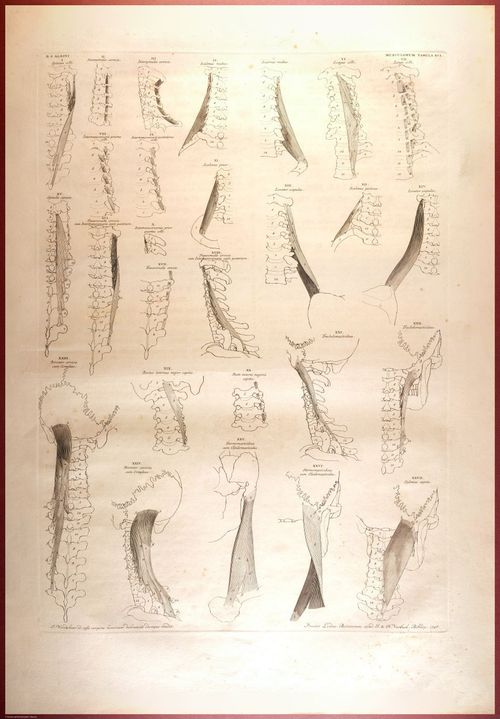 E488 - Albinus Anatomy - 0832