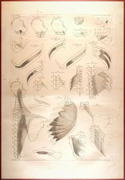 E488 - Albinus Anatomy - 0833