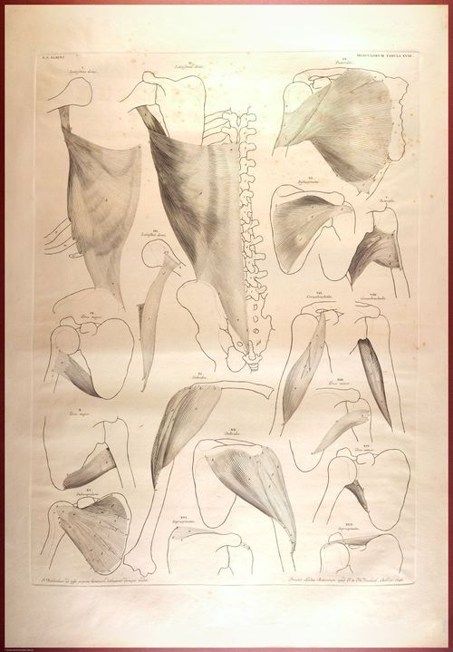 E488 - Albinus Anatomy - 0834