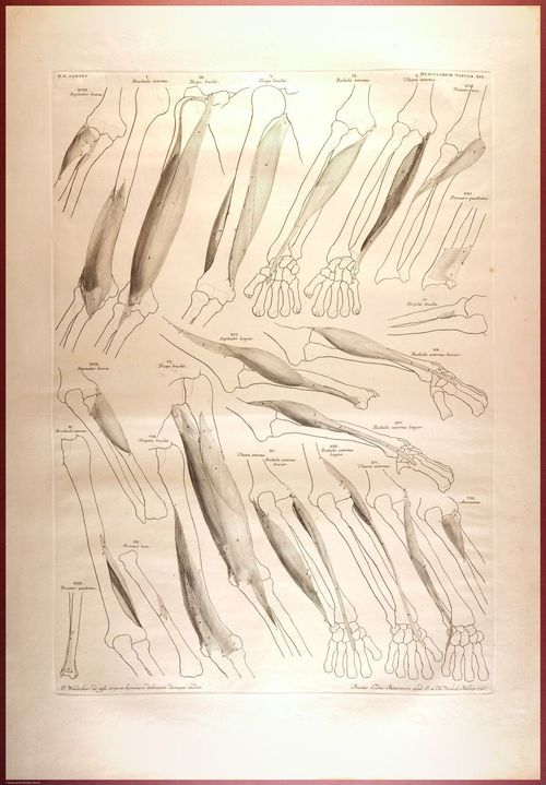 E488 - Albinus Anatomy - 0835