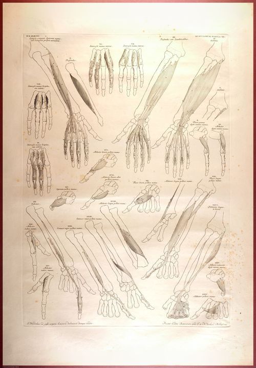 E488 - Albinus Anatomy - 0836