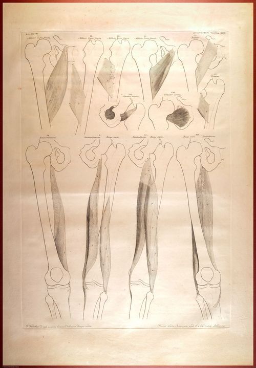 E488 - Albinus Anatomy - 0838