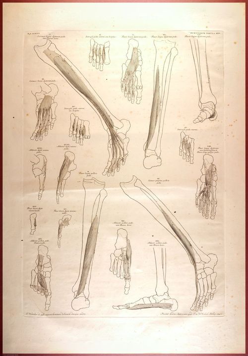 E488 - Albinus Anatomy - 0841