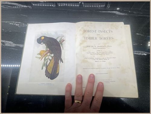 E499 - Forest Insects - 1927 - 8551