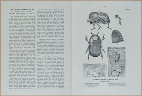 E499 - Forest Insects - 1927 - 20726-20727