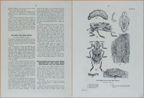 E499 - Forest Insects - 1927 - 20728-20729