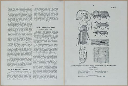 E499 - Forest Insects - 1927 - 20730-20731