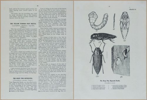 E499 - Forest Insects - 1927 - 20732-20733