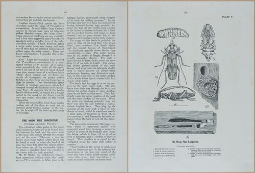E499 - Forest Insects - 1927 - 20734-20735