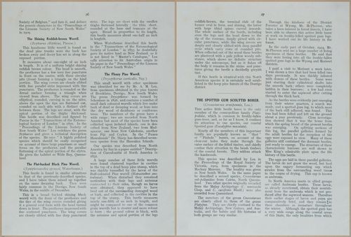 E499 - Forest Insects - 1927 - 20738-20739