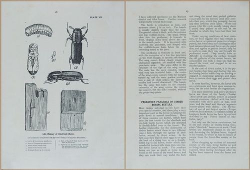 E499 - Forest Insects - 1927 - 20740-20741
