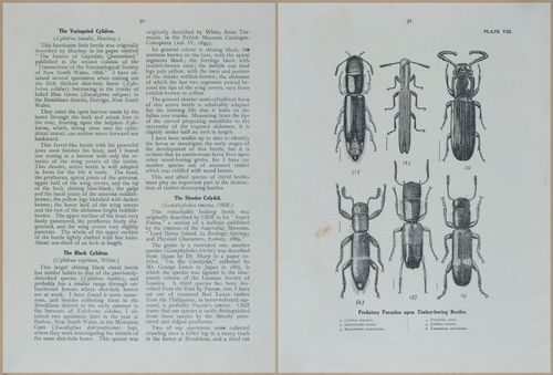 E499 - Forest Insects - 1927 - 20742-20743