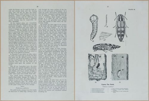 E499 - Forest Insects - 1927 - 20746-20747