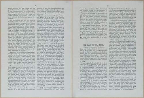 E499 - Forest Insects - 1927 - 20750-20751