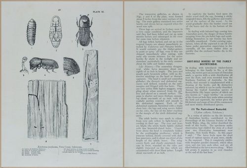 E499 - Forest Insects - 1927 - 20752-20753