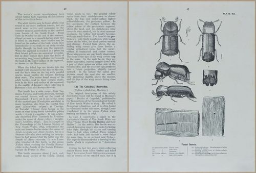 E499 - Forest Insects - 1927 - 20754-20755