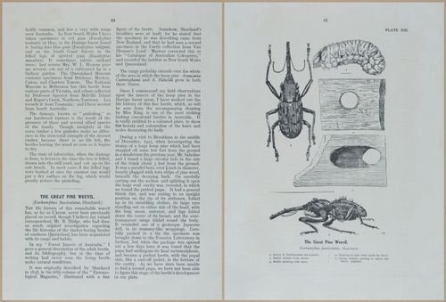 E499 - Forest Insects - 1927 - 20756-20757
