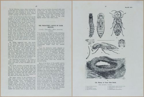E499 - Forest Insects - 1927 - 20758-20759