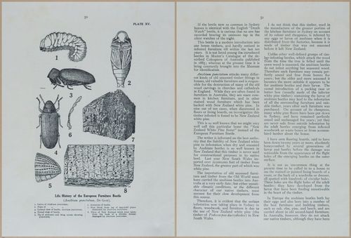 E499 - Forest Insects - 1927 - 20762-20763