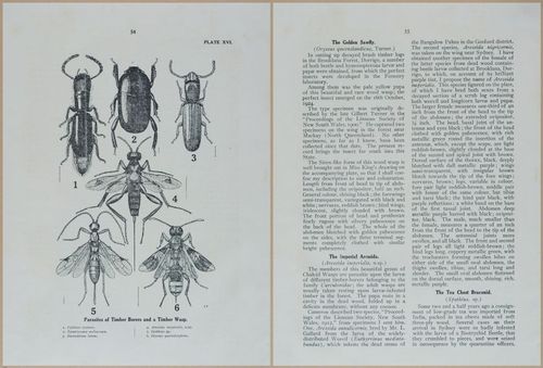 E499 - Forest Insects - 1927 - 20766-20767