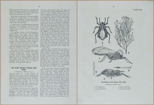 E499 - Forest Insects - 1927 - 20768-20769
