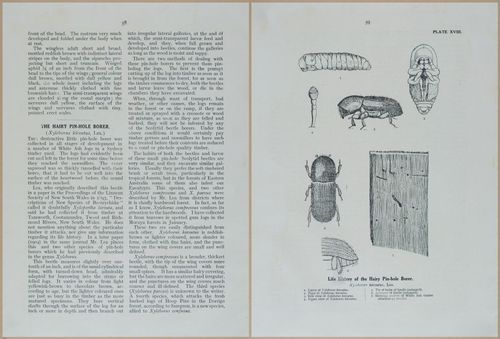 E499 - Forest Insects - 1927 - 20770-20771
