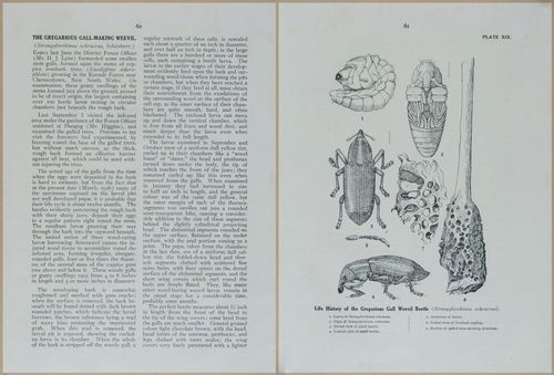 E499 - Forest Insects - 1927 - 20772-20773