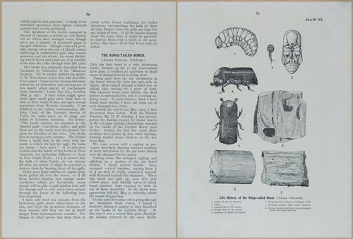 E499 - Forest Insects - 1927 - 20774-20775