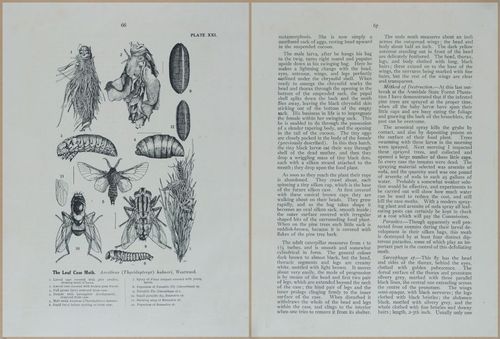 E499 - Forest Insects - 1927 - 20778-20779