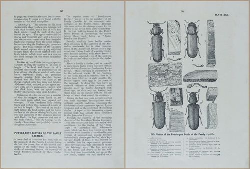 E499 - Forest Insects - 1927 - 20780-20781