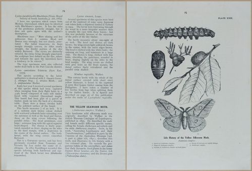 E499 - Forest Insects - 1927 - 20786-20787