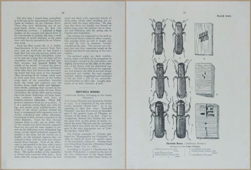 E499 - Forest Insects - 1927 - 20788-20789