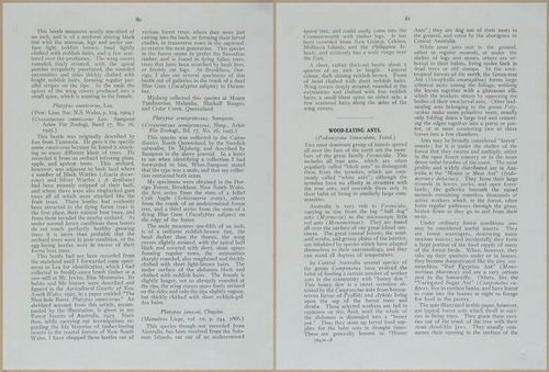 E499 - Forest Insects - 1927 - 20792-20793