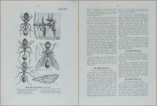 E499 - Forest Insects - 1927 - 20794-20795