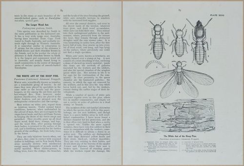 E499 - Forest Insects - 1927 - 20796-20797