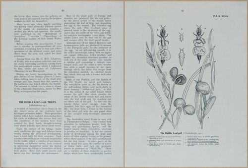 E499 - Forest Insects - 1927 - 20798-20799