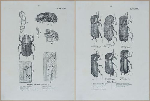 E499 - Forest Insects - 1927 - 20806-20807