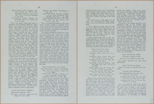 E499 - Forest Insects - 1927 - 20810-20811