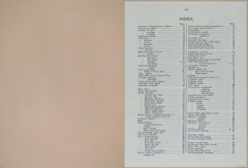 E499 - Forest Insects - 1927 - 20816