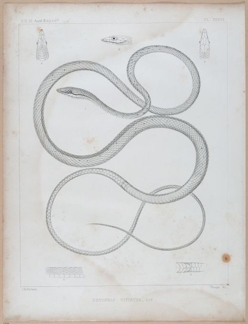 E496 - US Naval Exp 2 - i23486