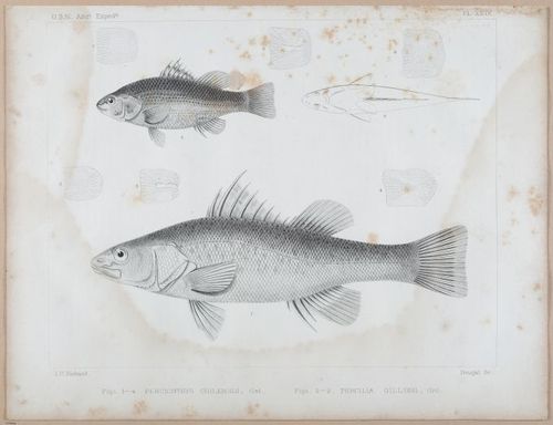 E496 - US Naval Exp 2 - i23494
